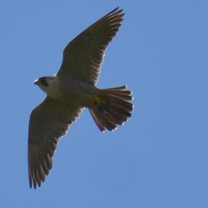 Peregrine Falcon