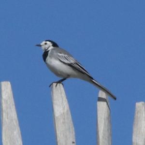 White Wagtail