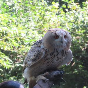 Eurasian Eagle-owl