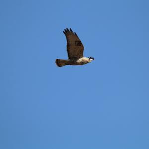 Rough-legged Hawk