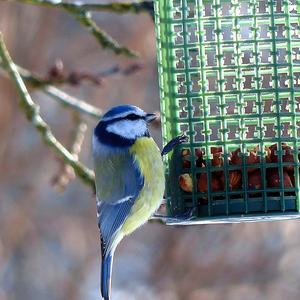 Blue Tit