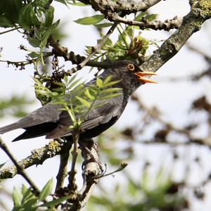 Eurasian Blackbird