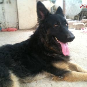 German Shepherd