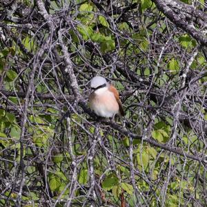 Red-backed Shrike