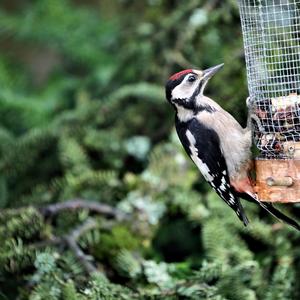 Great Spotted Woodpecker