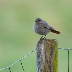 Black Redstart