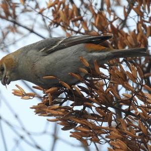 Pine Grosbeak