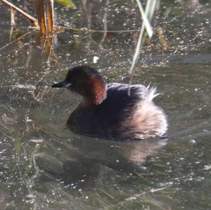 Little Grebe