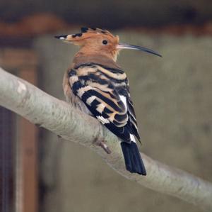 Eurasian Hoopoe