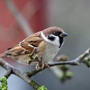 Eurasian Tree Sparrow