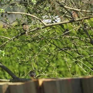 Eurasian Tree Sparrow