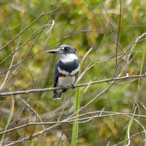 Belted Kingfisher