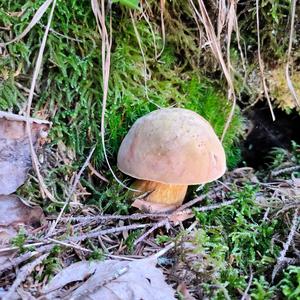 Lurid Bolete