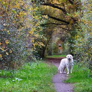 Retriever (Golden)