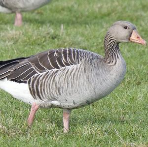 Greylag Goose