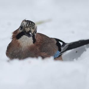 Eurasian Jay