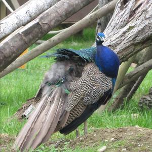 Indian Peafowl