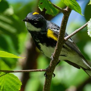 Yellow-rumped Warbler