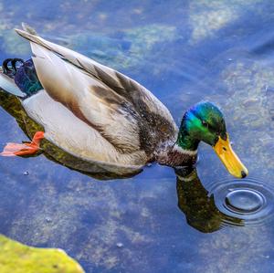 Mallard