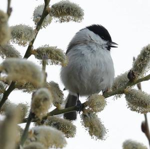 Marsh Tit