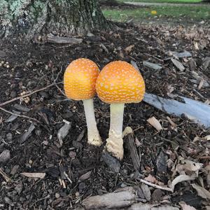 Fly Agaric