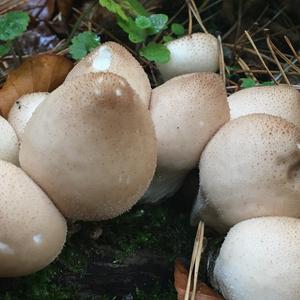 Stump Puffball