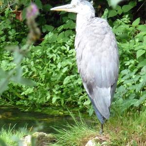 Grey Heron