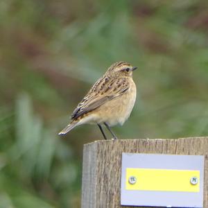 Whinchat