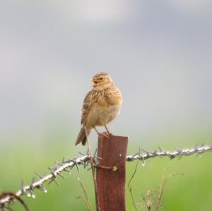 Eurasian Skylark