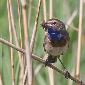 Blaukehlchen