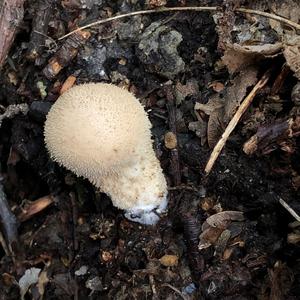 Gem-studded Puffball