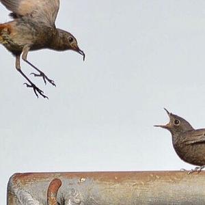 Black Redstart