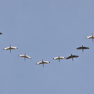 White Ibis