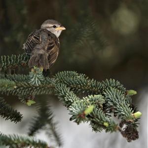 House Sparrow