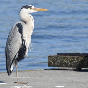 Grey Heron