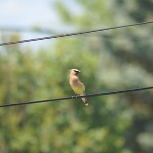 Cedar Waxwing