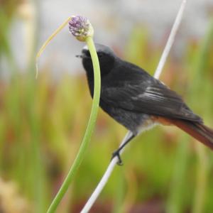 Black Redstart