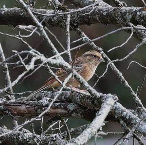 Rock Bunting