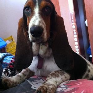 Basset Hound