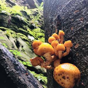 Golden Pholiota