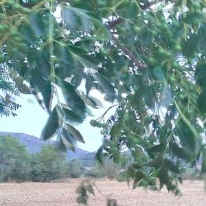 Unknown Species