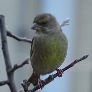 European Greenfinch