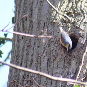 Wood Nuthatch