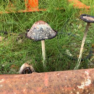 Shaggy Mane