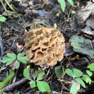 Yellow Morel