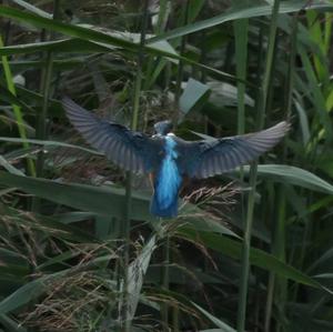 Common Kingfisher