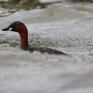 Little Grebe