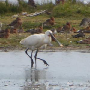 Eurasian Spoonbill