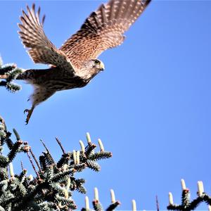 Common Kestrel