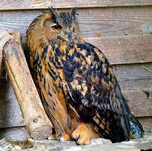 Eurasian Eagle-owl